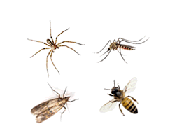 insektenschutzgitter